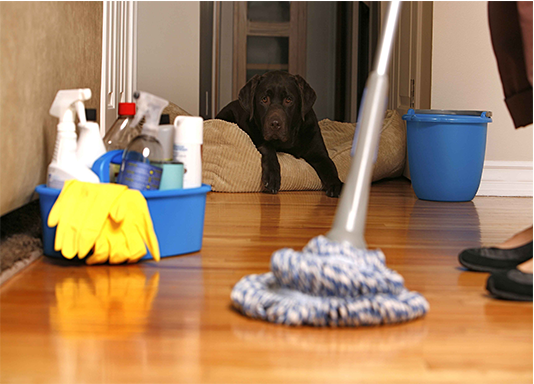 Cleaning in apartment with pets